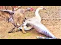 THE LEGEND THE NAME IS FUGA - PART 4 - SEAZON BIRDS MEETING MUSCOVY VS AFRICAN & TOULOUSE GEESE