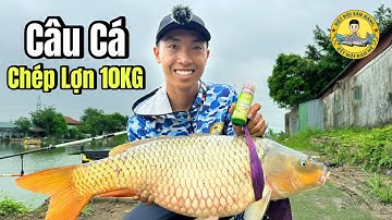 Câu Cá Chép Lợn 10KG bằng Mồi Ủ Ngô Săn Hàng