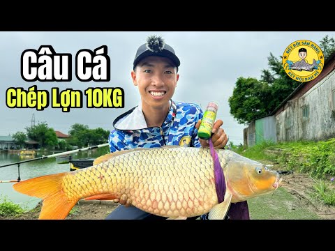 Câu Cá Chép Lợn 10KG bằng Mồi Ủ Ngô Săn Hàng