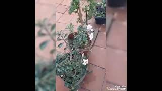 Eletiva Agro É Top Ciência Família