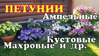 Петунии.Обзор/Ампельные, каскадные, кустовые, махровые