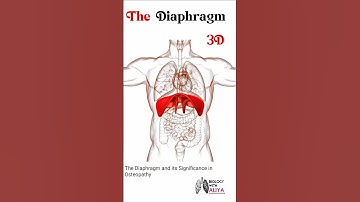 The Diaphragm #medical #animation #3d #short | Biology with Aliya