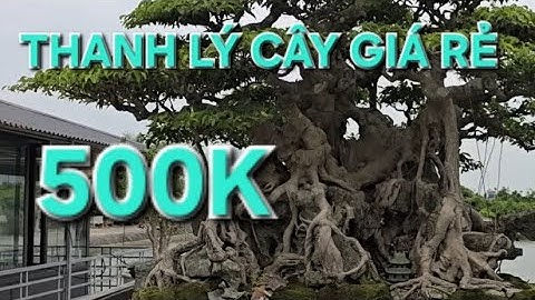 THANH LÝ CÂY CẢNH GIÁ RẺ NHƯ CHO