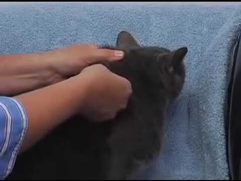 Vidéo: Comment Faire Des Injections Aux Chats