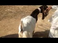 99  world beautiful goats  patri goats  pets goats  long ears goats  animais