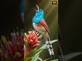 White-tailed Sabrewing Bell-like Notes on Nectar Bloom in Warm Tropical Understory #birds #birdsong