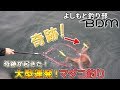 【タコ】奇跡起きる！大型連発のマダコ釣り