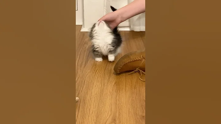 Watch the video about Quite likely the cutest baby munchkin you'll ever see 😻 #munchkin #cutecat #babykitten