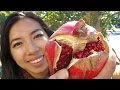 How To Grow Pomegrantes