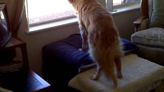 Sep 6, 2012 Hopping on ottoman - a work in progress VID-20120906-00170.3GP
