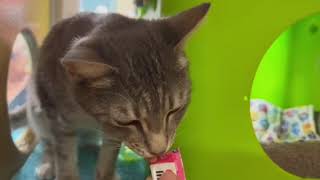 Video of adoptable pet named Nessa