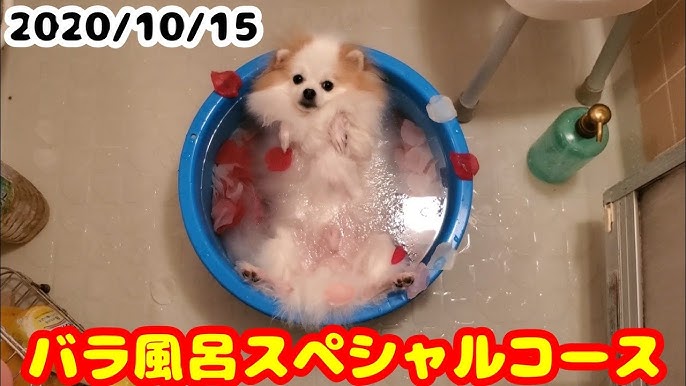 ポメラニアン ライト 犬も入れるカフェ リングカフェin兵庫県 ドッグカフェ Pomeranian Raito I Went To A Cafe Where Dogs Can Also Enter Youtube ポメラニアン ライト 犬も入れるカフェ リングカフェin兵庫県 ドッグカフェ Pomeranian Raito I Went To A Cafe Where Dogs Can Also Enter Youtube