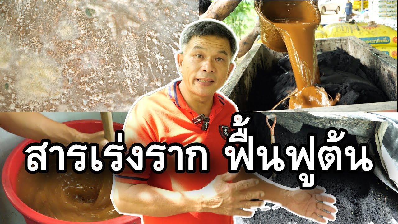 สอนวิธีทำสารเร่งรากเพื่อฟื้นฟูต้นทุเรียนที่โทรม