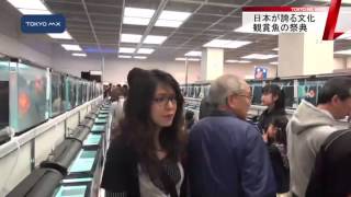 江戸川区　金魚や熱帯魚の魅力をPR