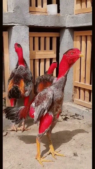 Ayam Ganoi Ori Ternakan vietnam || Super mewah