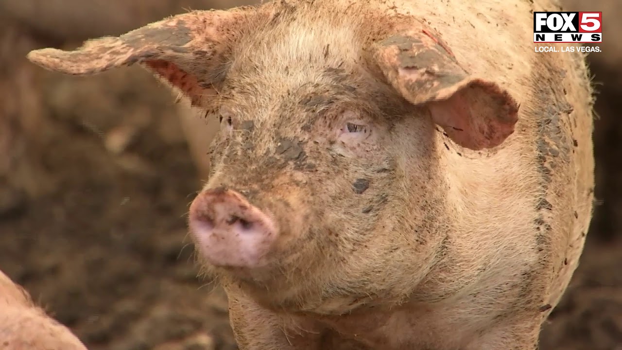 Las Vegas pig farm downsizes amid slumping sales, lack of food supply