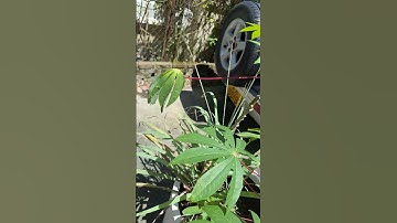 daun singkong di hongkong #videoshort #short