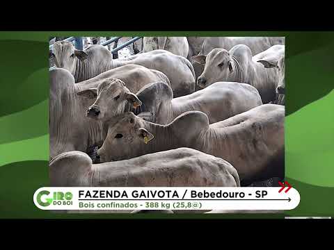 FAZENDA EM BEBEDOURO (SP) SURPREENDE COM BOIADA JOVEM DE QUASE 26@; CONFIRA
