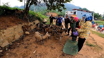 SỐC! Chợ Nguyên Sơ CỐC LY - Toàn Dê Núi Đặc Sản, Lợn Cắp Nách Gây Sốt | Vietnam Mountain Market