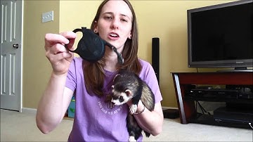 Leash Training a Ferret