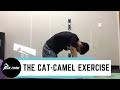 How to Perform the Cat-Camel, Back Pain Exercises | San Diego Chiropractic