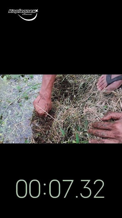 FITARIK PREDATOR PART 2 #fishing #mancing #ikan #angler #pancing #shortsviral #shortvideo