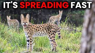 Wild Servals Are Invading America And Nobody Knows Where They Came From