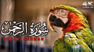 Surah Rahman full with Urdu translation \& Explanation - Amazing Quran Visualization #top_one_1