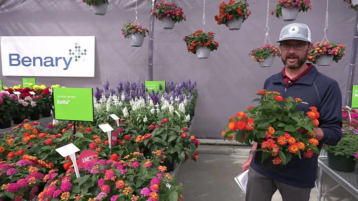 Spring Trials 2023: Benary