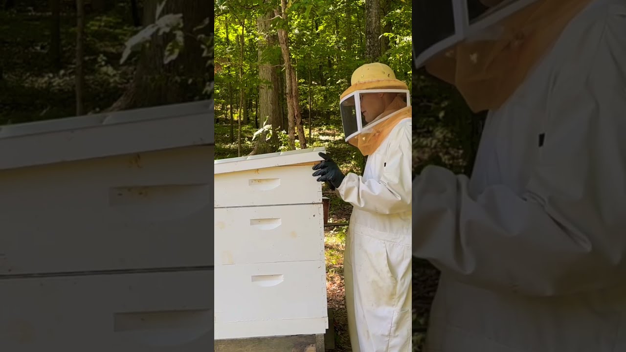 How To Tell The Temperament Of A Honey Bee Hive Bees Aggressive Indiana