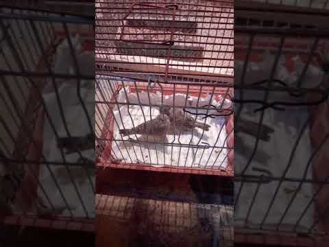 معلومات عن طائر المذبوح لاتنسو الاشتراك والايك