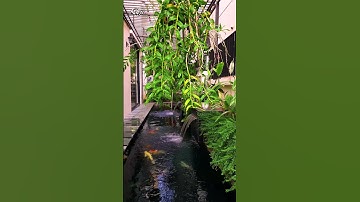 Sự nổi bật hồ nước và thác nước trong kiến trúc xanh của ngôi nhà.