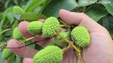 NGUYÊN NHÂN PHỘP QUẢ VẢI LỤC NGẠN I NÚI ĐỒI LỤC NGẠN