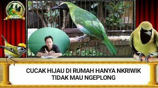 Download Lagu Cucak Hijau Dirumah Hanya Riwik Tidak Mau Ngeplong MP3