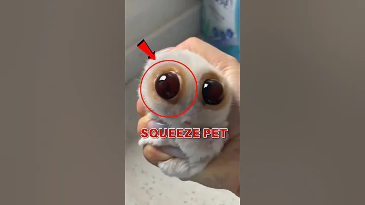 Top 5 Strange-Looking Cats That’ll Make You Do a Double Take          #catmystery #WeirdCatWatch