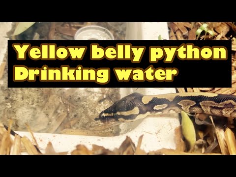 How do snakes drink water