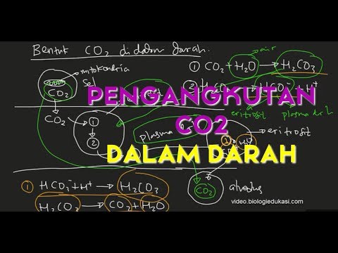 Video: Ujian Darah CO2: Tujuan, Prosedur, Dan Hasil