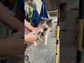 ペット美容ハンモック😹 爪切り嫌いな子の救世主#ペット生活 #便利アイテム #ペット美容