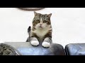 うどんを捏ねる時はちゃんと見ていてほしいねこ。-Maru wants to be looked when he kneads udon.-