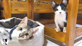 How did the rescued former stray kittens become best friends?
