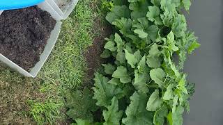 LAURAS GARDEN UPDATE GROWING VEGETABLES NJ 06-18-2026