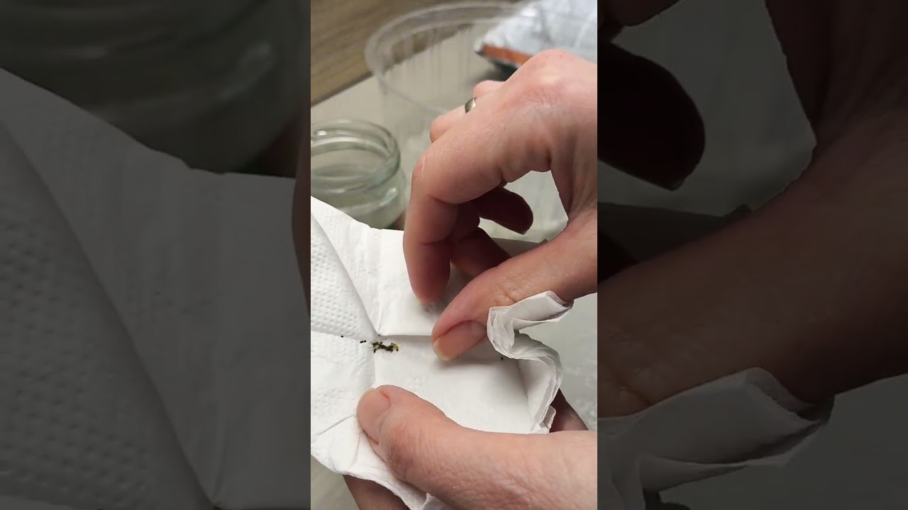 Сказали, что я уже опоздала 🤨#хобби #цветы #рассада #семена #садовод #петунии #сажаемвместе