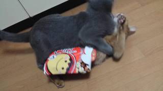 箱にハマって身動きできないメスにも容赦なく襲い掛かる悪猫