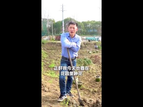 如何地栽（树）月季【天狼说月季】