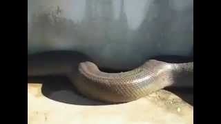 World's Biggest Snake In Africa ! 119 Ft !