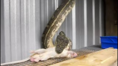 A huge, wild, 3 metre Qld Coastal Carpet Python eats large rat....