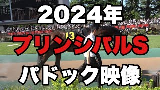 【4K動画】2024年プリンシパルSパドック【東京競馬場】