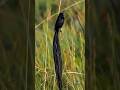 Long tailed widowbird #zoology #foryou #awesome #beautiful #viralvideo #wildlife #colorful #nature