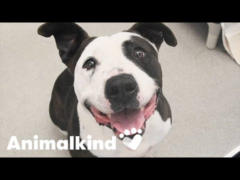 Dogs spared from euthanasia in the nick of time | Animalkind