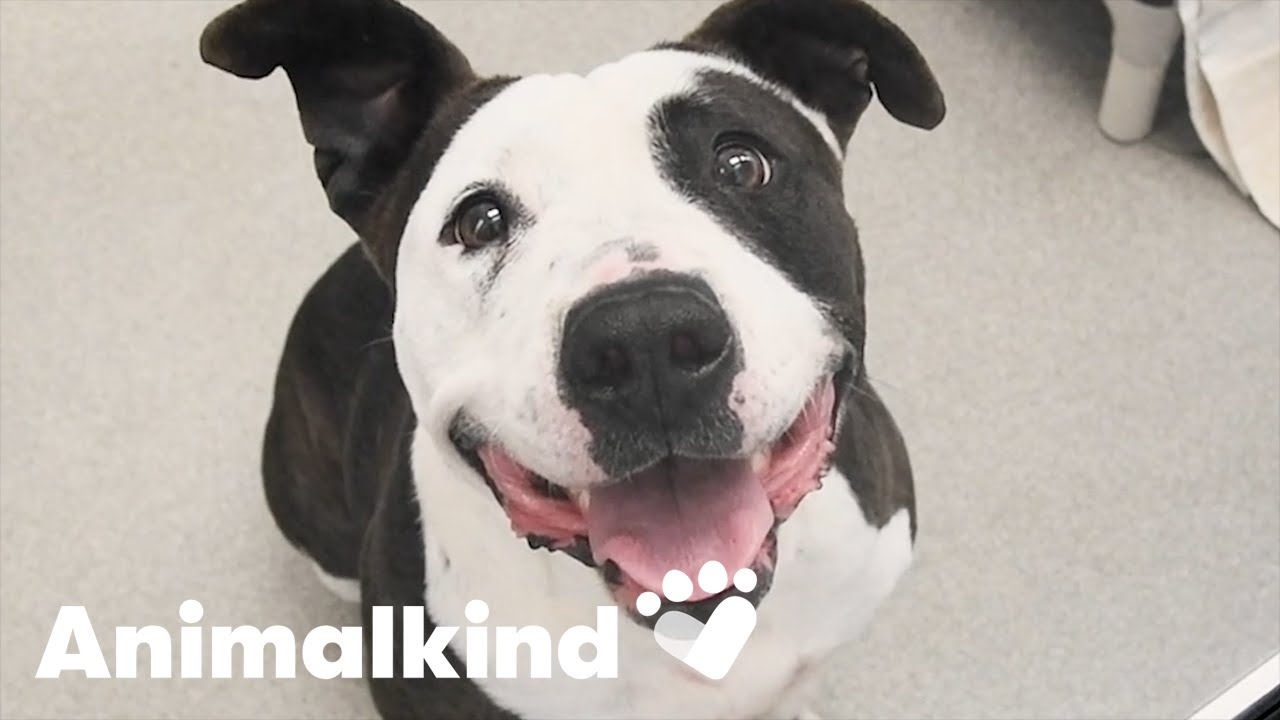 Dogs spared from euthanasia in the nick of time | Animalkind